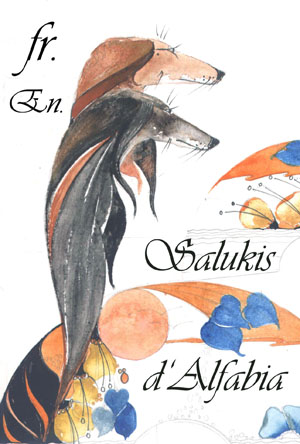 Salukis d'Alfabia