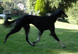 Eby running in the garden