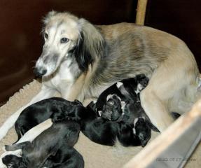 Sitiaminah  and her puppies